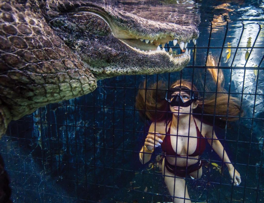 Underwater gator tours at the Everglades Outpost in Homestead give visitors a unique opportunity to appreciate the beauty of these impressive creatures.
