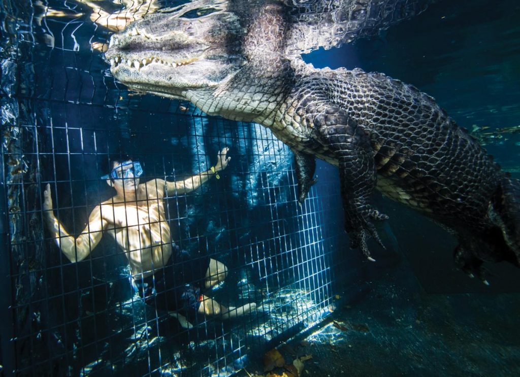 Underwater gator tours at the Everglades Outpost in Homestead give visitors a unique opportunity to appreciate the beauty of these impressive creatures