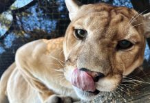 Go Where the Wild Things Are Florida Panther. Photo courtesy Everglades Outpost Wildlife Sanctuary
