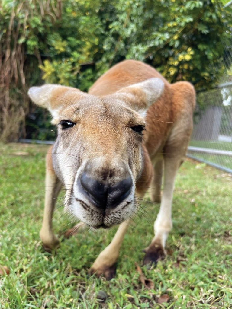 Jarrah the red kangaroo at Zoological Wildlife Foundation. Photo courtesy of Zoological Wildlife Foundation