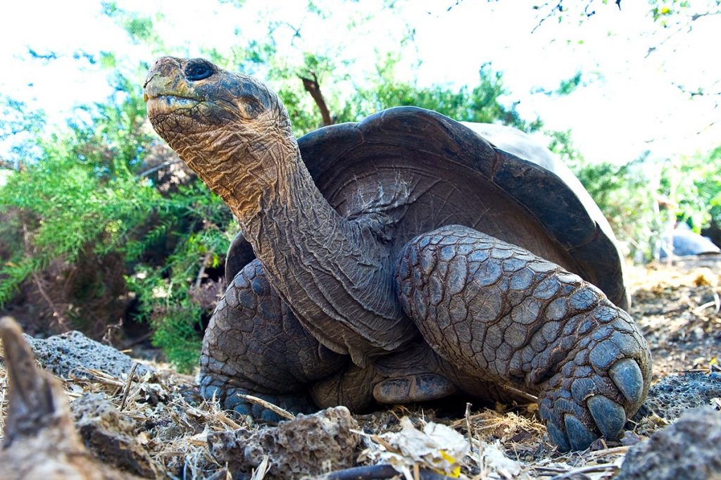 Meet The Galápagos' iconic species, like the giant tortoise, during Zoo Miami Foundation's Into the Wild trip December 12-20. Photo by Ron Magill