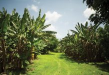 Pick of the Patch at Fruit and Spice Park Tree Trail at the Fruit and Spice Park. Photo courtesy of Greater Miami Convention and Visitors Bureau