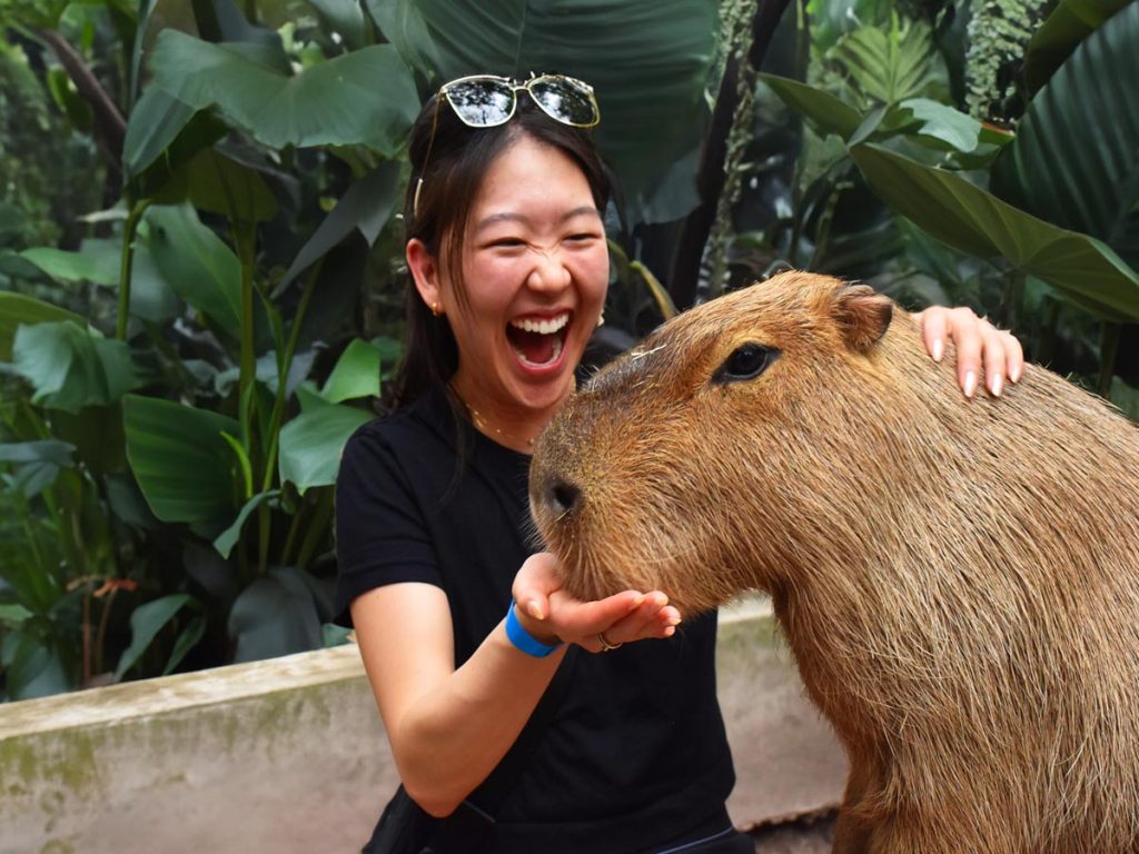 Jungle Island offers private capybara encounters that let visitors get a closer look. Photo courtesy of Jungle Island