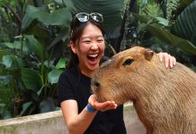 Close Encounters of the Animal Kind at Jungle Island Jungle Island offers private capybara encounters that let visitors get a closer look. Photo courtesy of Jungle Island