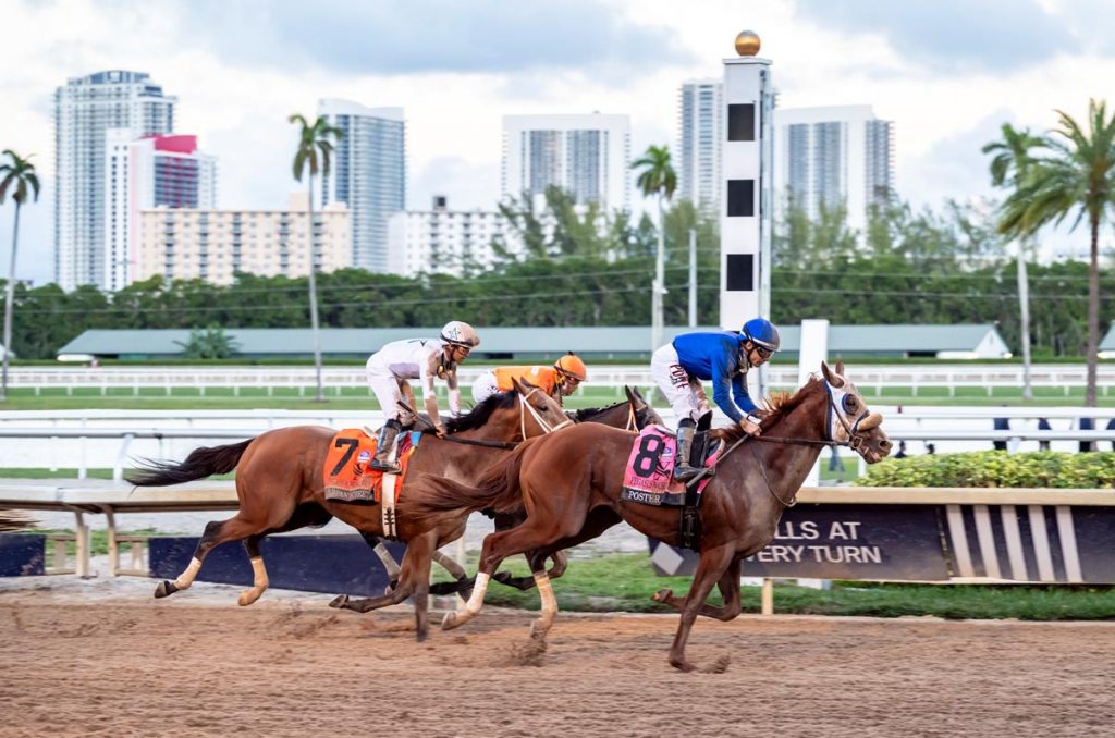 The Pegasus World Cup has become one of horse racing’s marquee events. Photo by World Red Eye