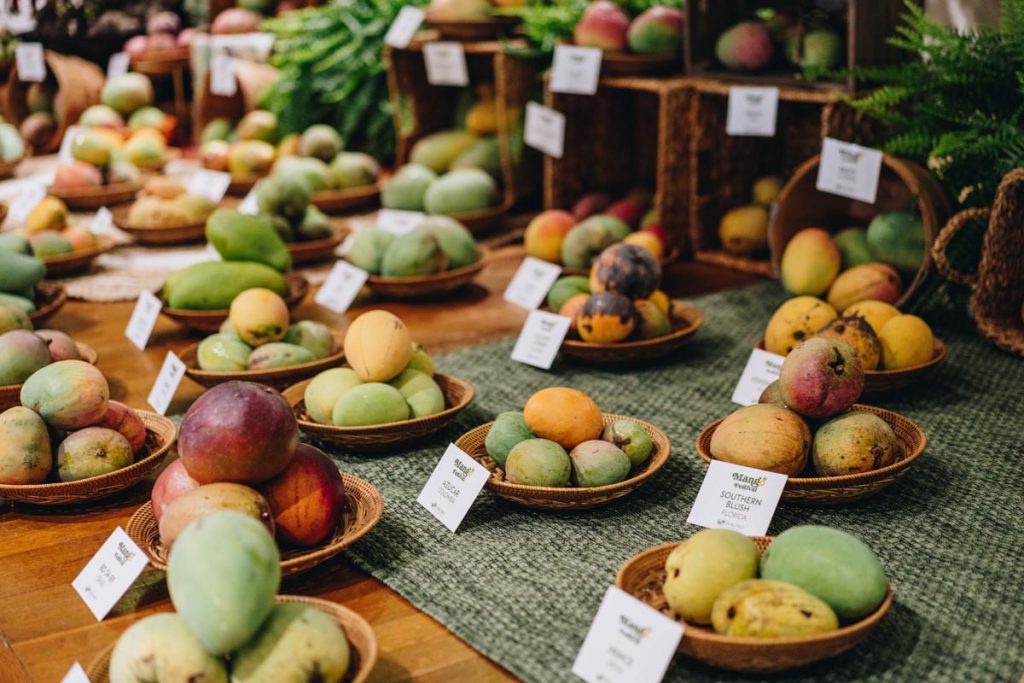 Explore hundreds of mango varieties during the Mango Festival June 13-14. Photo courtesy of Fairchild Tropical Botanic Garden