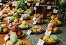 All About Mangoes at Fairchild Tropical Botanic Garden Explore hundreds of mango varieties during the Mango Festival June 13-14. Photo courtesy of Fairchild Tropical Botanic Garden