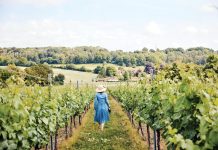 Pour Decisions: Uncorking English Wine Hambledon Vineyard produces vibrant sparkling wines. Photo by Milly Fletcher