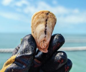 A harvested oyster. Photo courtesy of Everglades Oysters