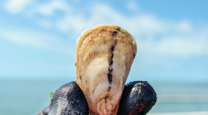 Everglades Oysters Puts Gulf Oysters on the Map A harvested oyster. Photo courtesy of Everglades Oysters
