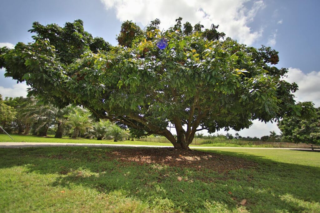 Enjoy Fall Harvest Adventures September 12. Photo courtesy of Fruit & Spice Park