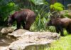 Join the Cub Club at Flamingo Gardens Flamingo Gardens in Davie is now home to two rescued black bear cubs, Bentley and Treena. Photo courtesy of Flamingo Gardens