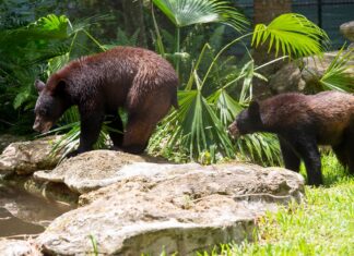 Join the Cub Club at Flamingo Gardens Flamingo Gardens in Davie is now home to two rescued black bear cubs, Bentley and Treena. Photo courtesy of Flamingo Gardens
