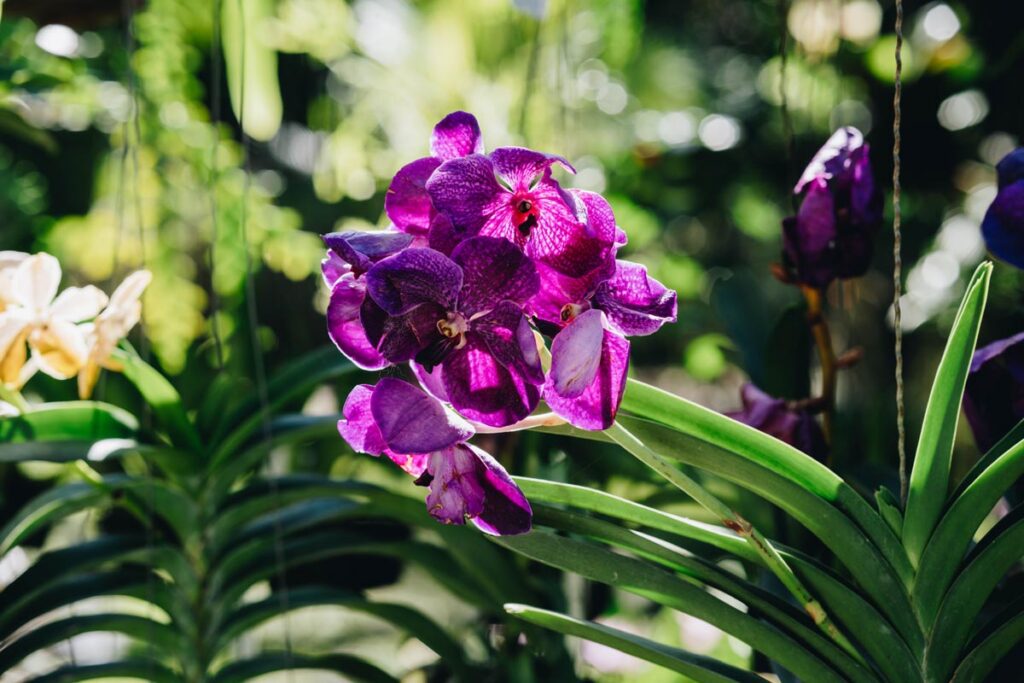 Orchids in October returns to Fairchild October 10-11. Photo courtesy of Fairchild Tropical Botanic Garden