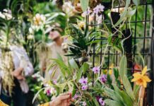 Orchids in October Returns to Fairchild Tropical Botanic Garden Orchids in October returns to Fairchild October 10-11. Photo courtesy of Fairchild Tropical Botanic Garden