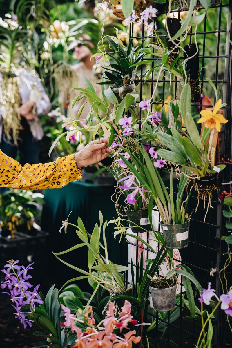 Orchids in October returns to Fairchild October 10-11. Photo courtesy of Fairchild Tropical Botanic Garden