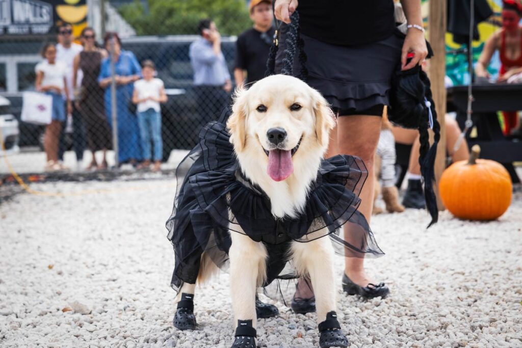 The Spookysburg Dog Costume Contest. Photo courtesy of Smorgasburg South Florida