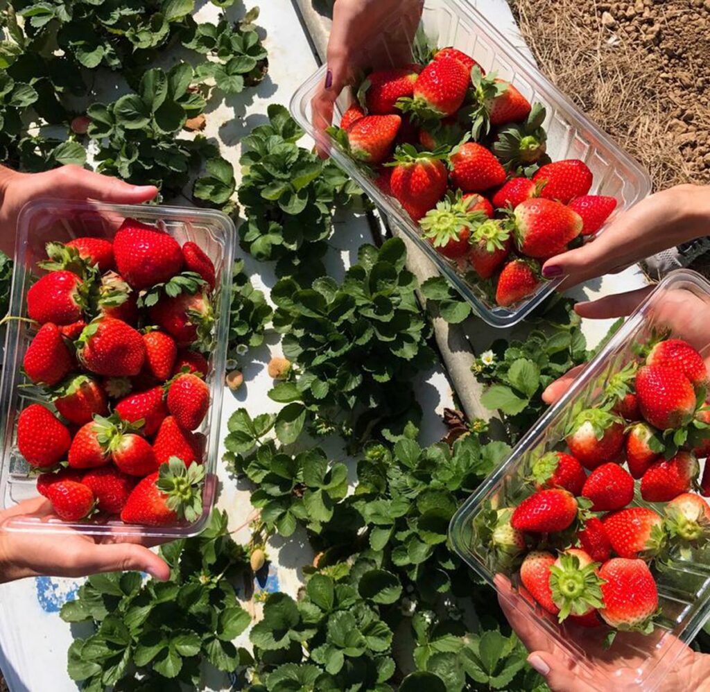 U-Pick strawberries returns to Knaus Berry Farm later this year. Photo by Kirstin Boncher